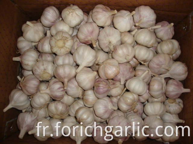 New Crop Normal White Garlic